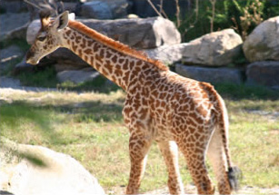 Baby Giraffe